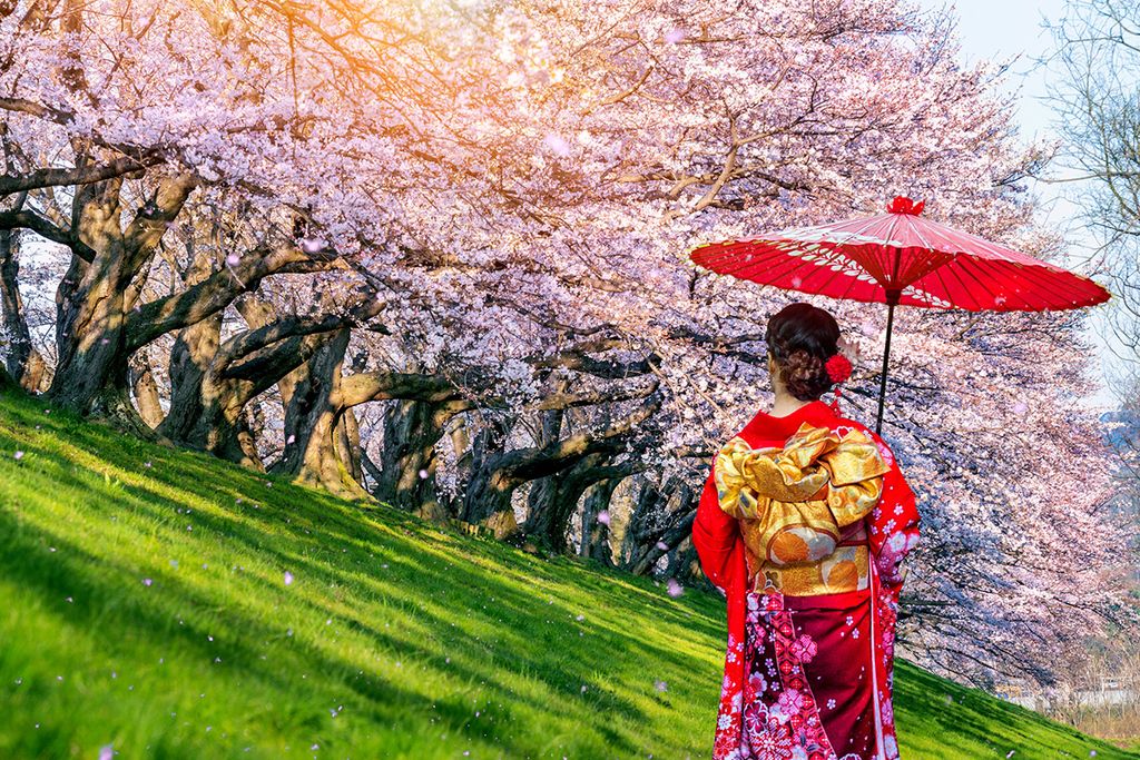 femme asiatique en kimono traditionnel rouge et portant une ombrelle rouge, regarde les cerisiers en fleurs